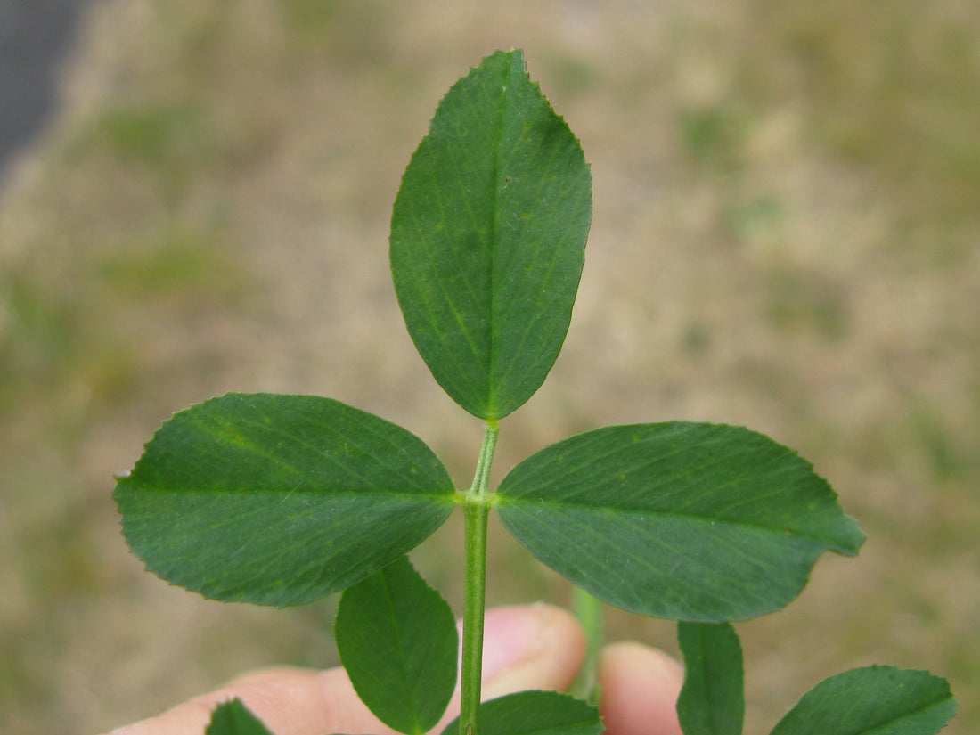 Close-up of the three leaflets of an alfalfa leaf, shown for crop identification rather than disease diagnosis.