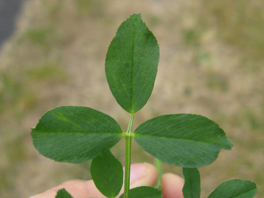 Close-up of the three leaflets of an alfalfa leaf, shown for crop identification rather than disease diagnosis.