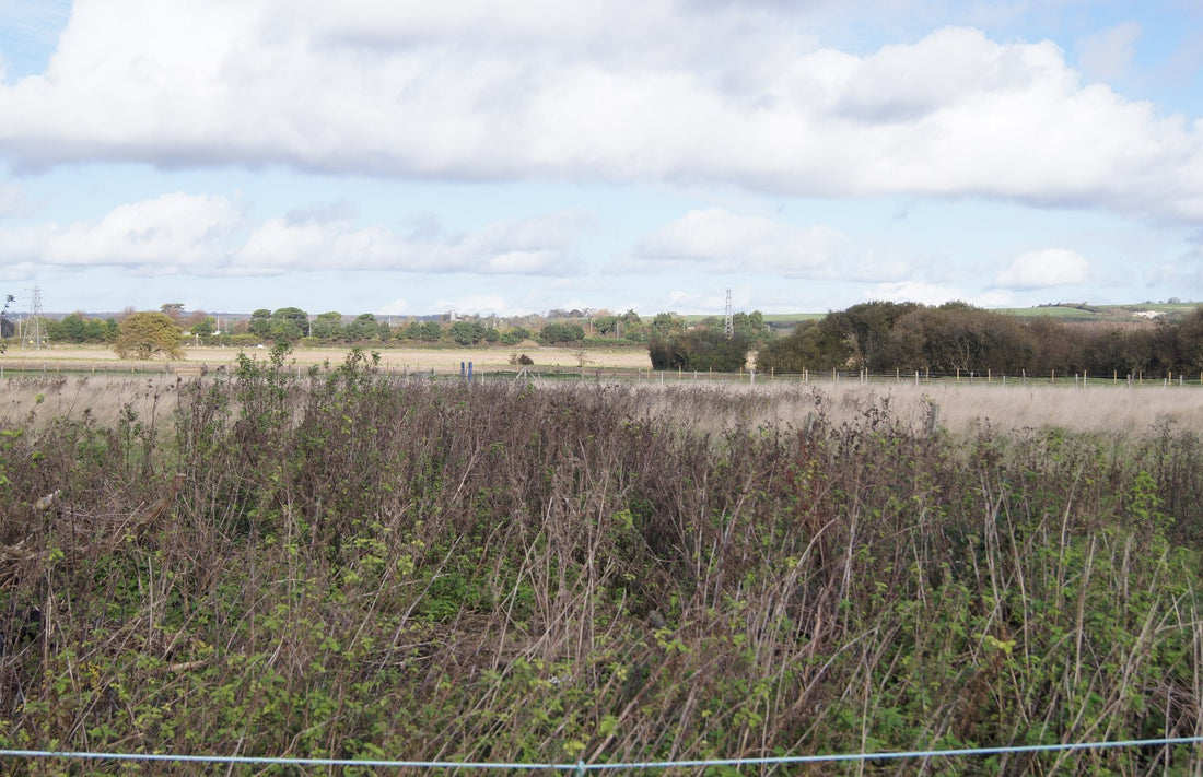 Bramble canes and rank dead grass choking a neglected field in the foreground, with a clean managed hayfield visible across the fence line behind it