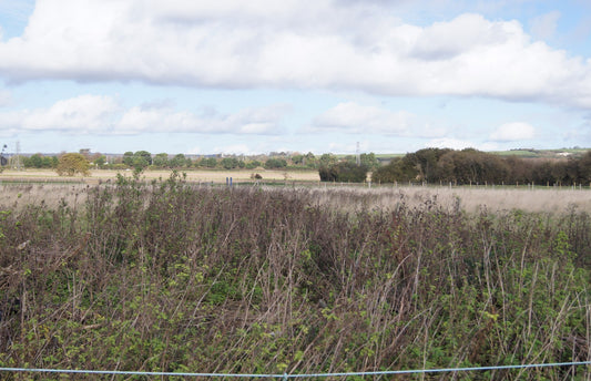 Bramble canes and rank dead grass choking a neglected field in the foreground, with a clean managed hayfield visible across the fence line behind it