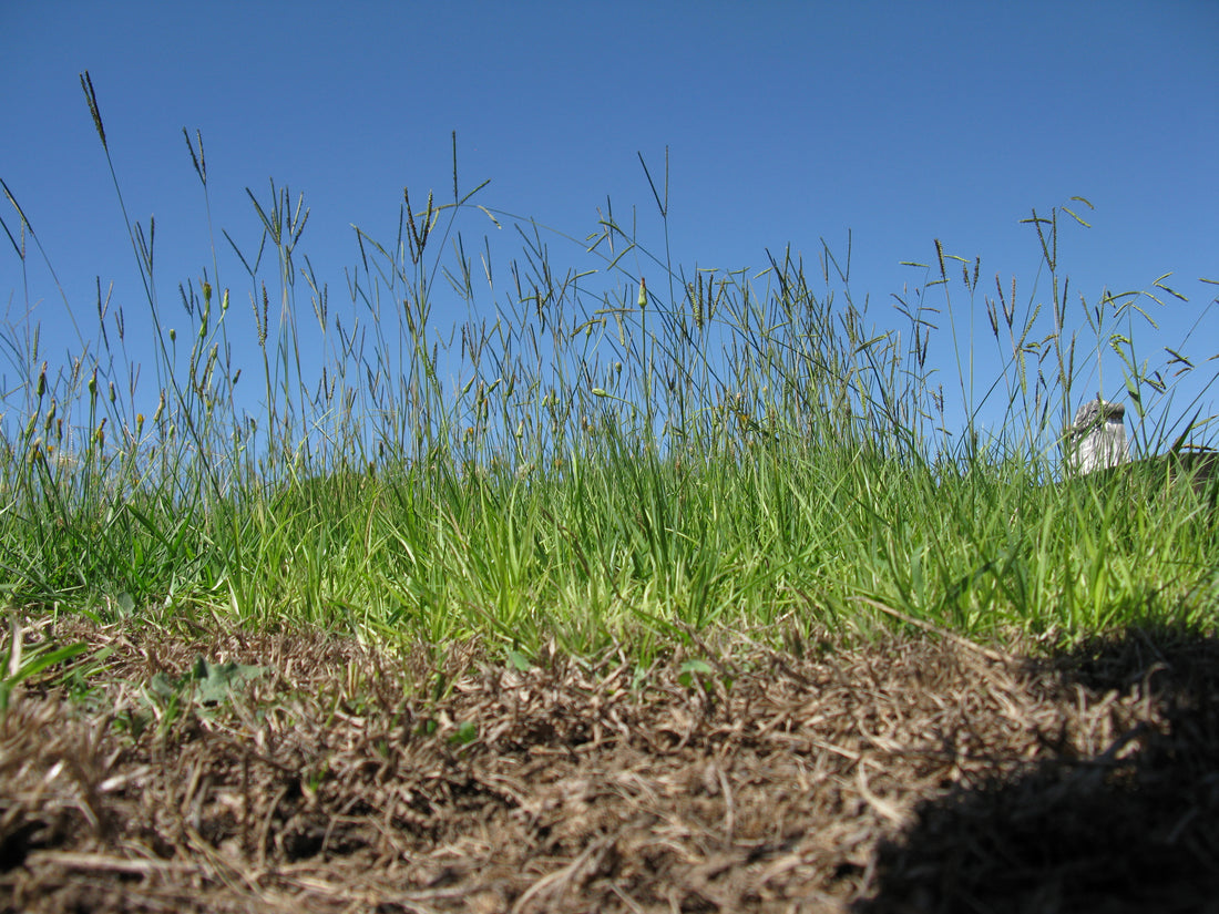 Ground-level view of a bahiagrass sod showing a dense low leaf canopy with tall wiry two-branched seedheads rising above it against a blue sky