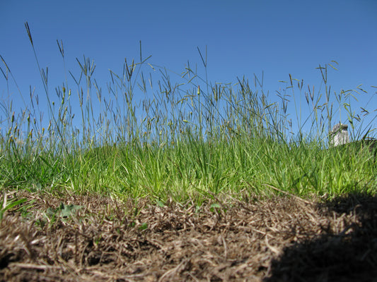 Ground-level view of a bahiagrass sod showing a dense low leaf canopy with tall wiry two-branched seedheads rising above it against a blue sky