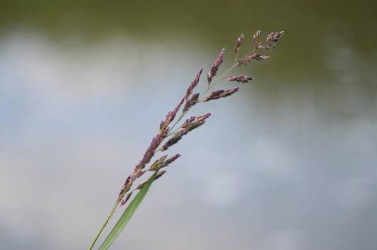 A purplish reed canary grass (Phalaris arundinacea) panicle in flower over a water backdrop
