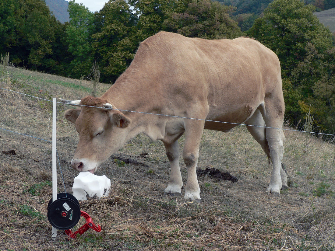 A tan cow on a dry autumn hillside pasture licks a white salt block set beside an electric-fence post and reel.