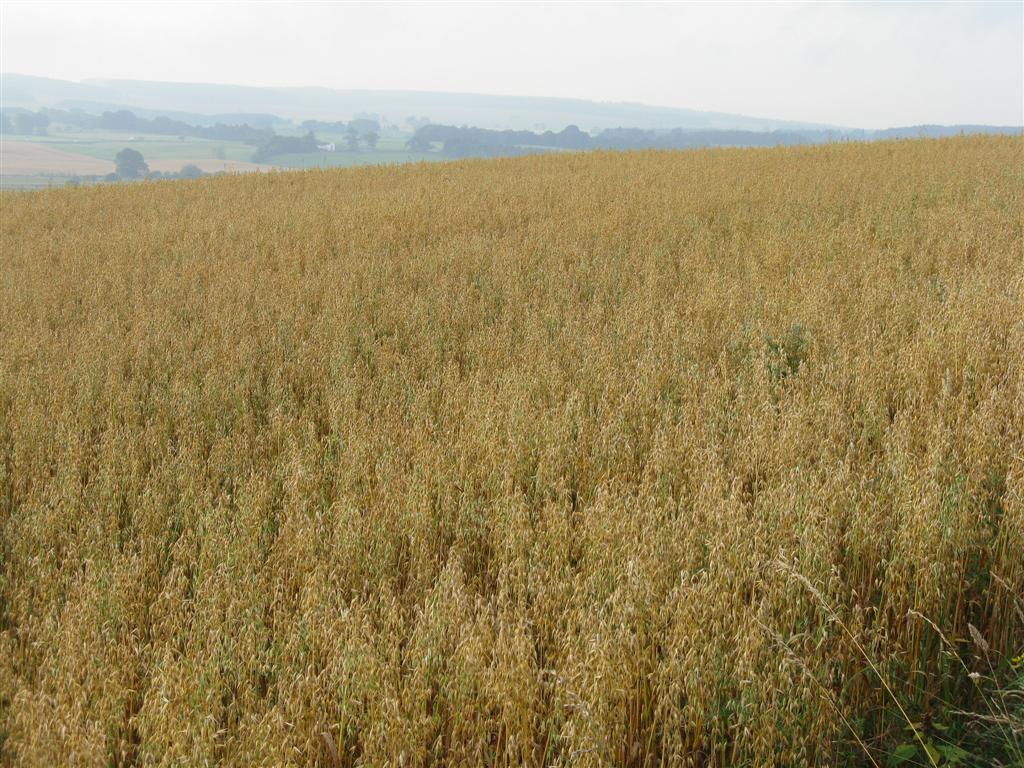 A field of ripening oats grown for oat hay, heads nodding at the milk-to-dough stage