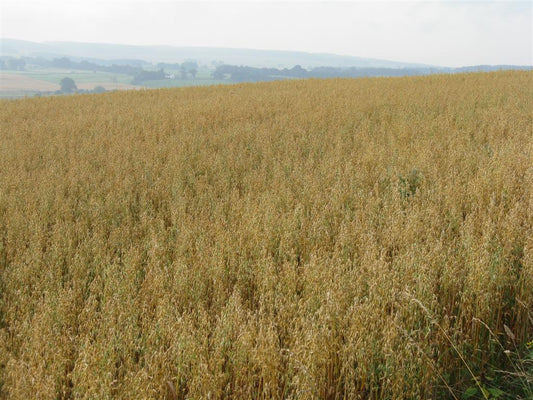 A field of ripening oats grown for oat hay, heads nodding at the milk-to-dough stage