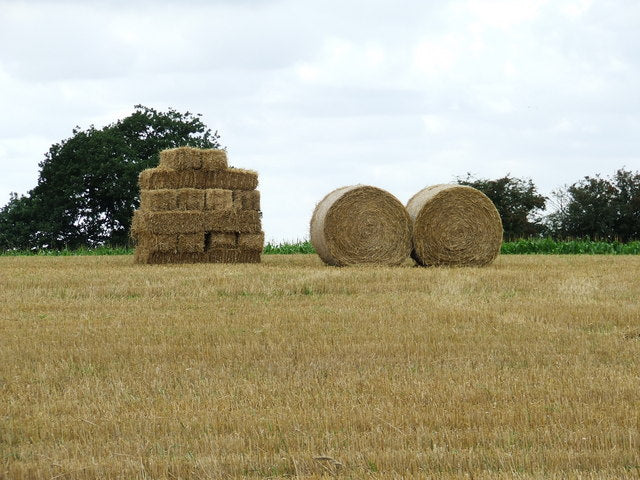 A stack of small square bales beside two round bales in the same stubble field, the choice a producer faces when switching from square bales to round bales