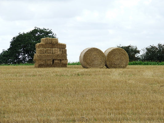 A stack of small square bales beside two round bales in the same stubble field, the choice a producer faces when switching from square bales to round bales