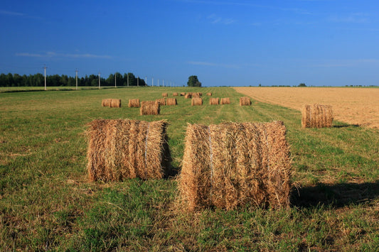 Round hay bales stored in a field