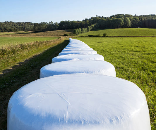 A long row of individually wrapped white stretch-film baleage bales lined up along the edge of a green field