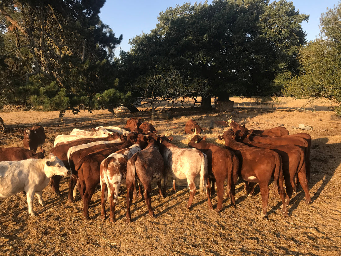 A group of red, roan and white Shorthorn heifers crowd around a pile of hay on a dry, dusty paddock under large shade trees.