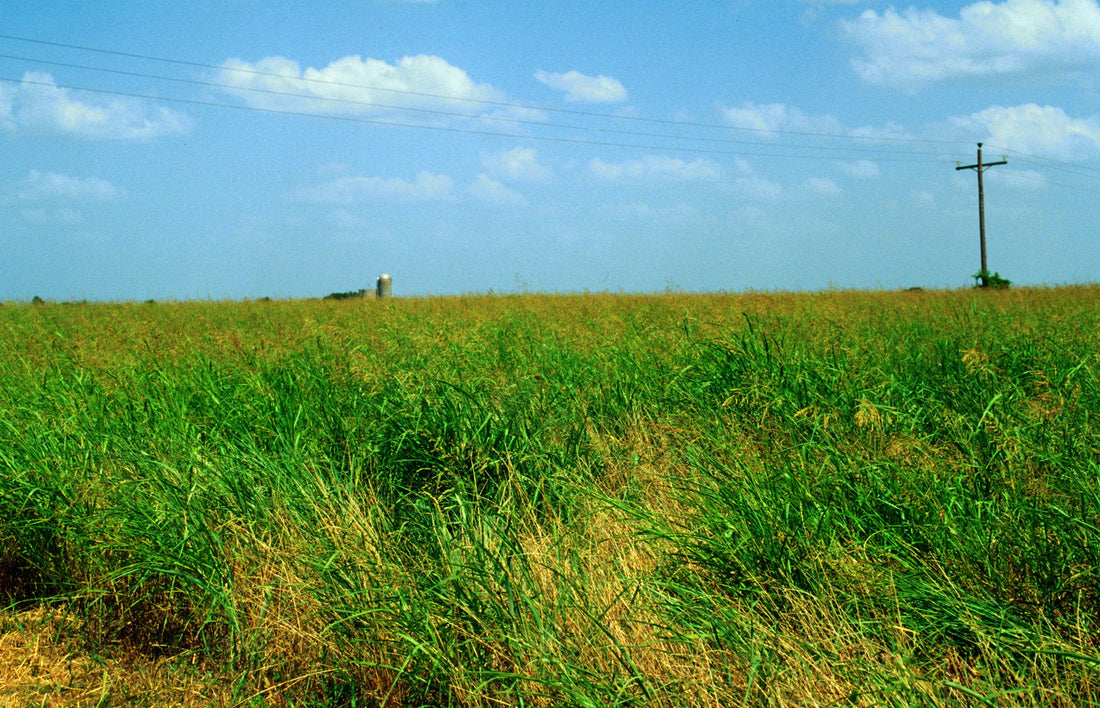 A farm field completely taken over by mature johnsongrass in seed head, with a silo on the horizon under a blue summer sky
