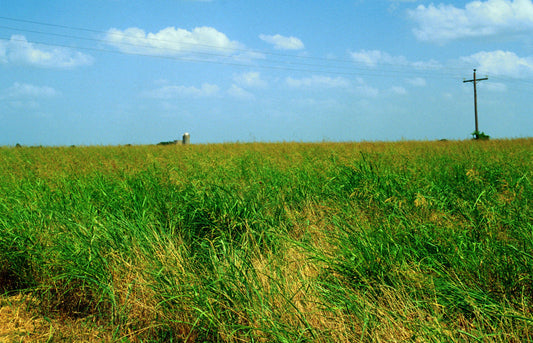 A farm field completely taken over by mature johnsongrass in seed head, with a silo on the horizon under a blue summer sky