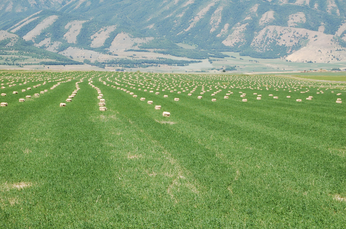 Small square hay bales in long lines across a green alfalfa field with mountains in the background