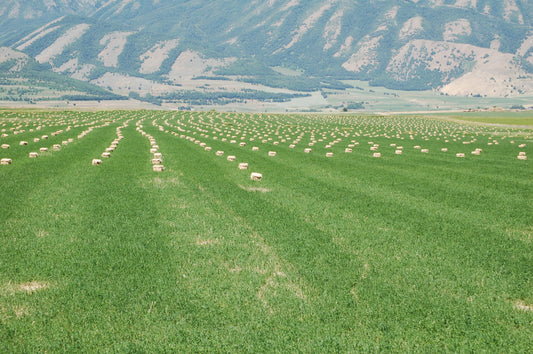 Small square hay bales in long lines across a green alfalfa field with mountains in the background