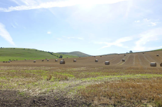 Round straw bales scattered across a freshly combined stubble field with green hills behind
