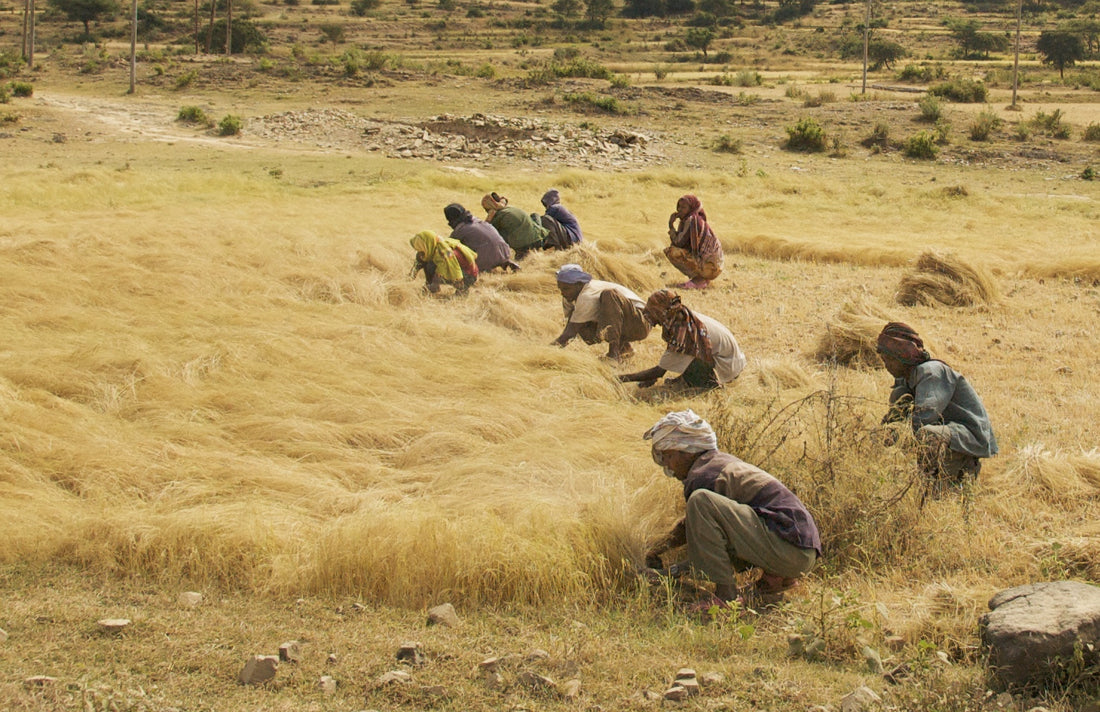 A field of teff (Eragrostis tef), a fine-stemmed warm-season annual grass, being harvested in northern Ethiopia