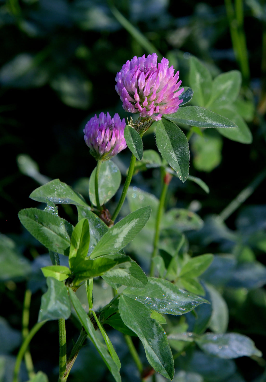 Red clover (Trifolium pratense) flower head and trifoliate leaves in a hay meadow