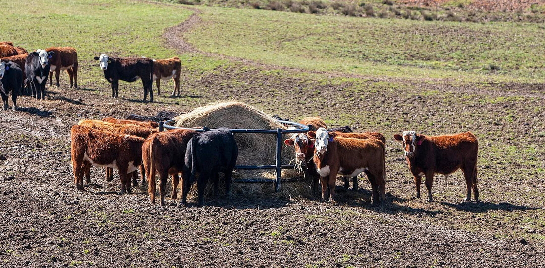 Beef cattle eating from a round bale inside a hay ring — the feeding setup that helps contain any net wrap fragments and reduce ingestion risk.