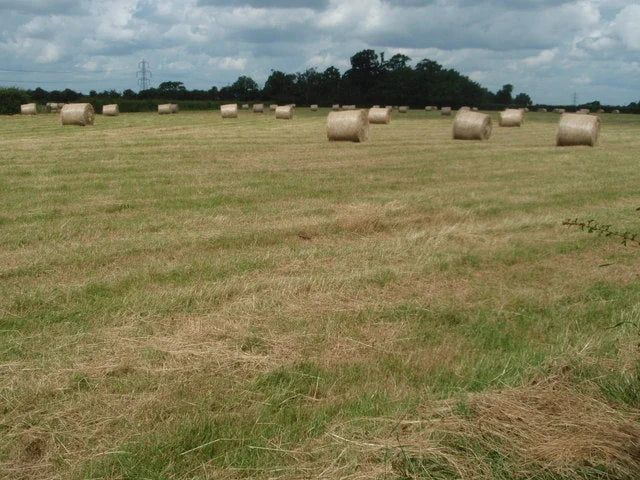 Round bales wrapped in white net wrap with the hexagonal mesh clearly visible -- clean, even wrap tension is what lets the net peel off in one sheet at feeding.
