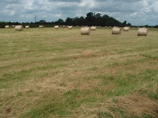 Round bales wrapped in white net wrap with the hexagonal mesh visible — unopened net wrap stored dry and out of sunlight keeps its strength for years.