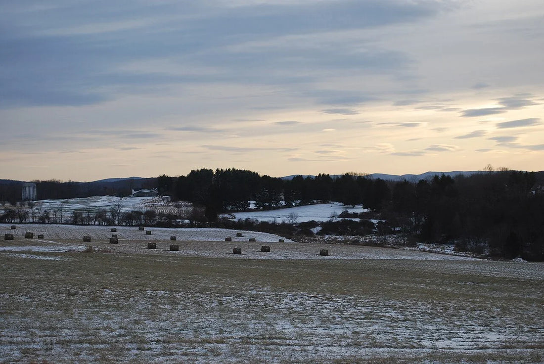 Round hay bales in a snow-covered field at dusk — the conditions where net wrap freezes onto the bottom of the bale and becomes hardest to remove.