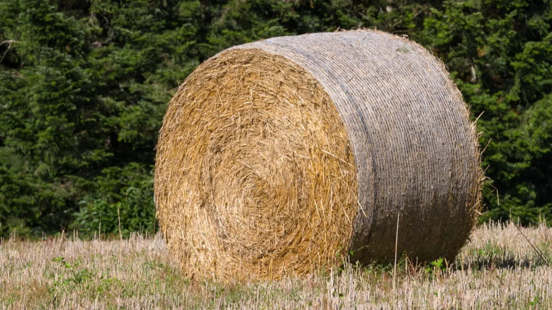 Round hay bales lined up on well-drained ground in a green field for outdoor storage