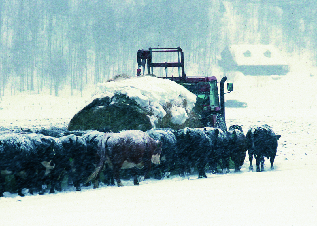 Beef cattle crowding around a tractor carrying a round hay bale during a winter snowstorm on a Wyoming ranch