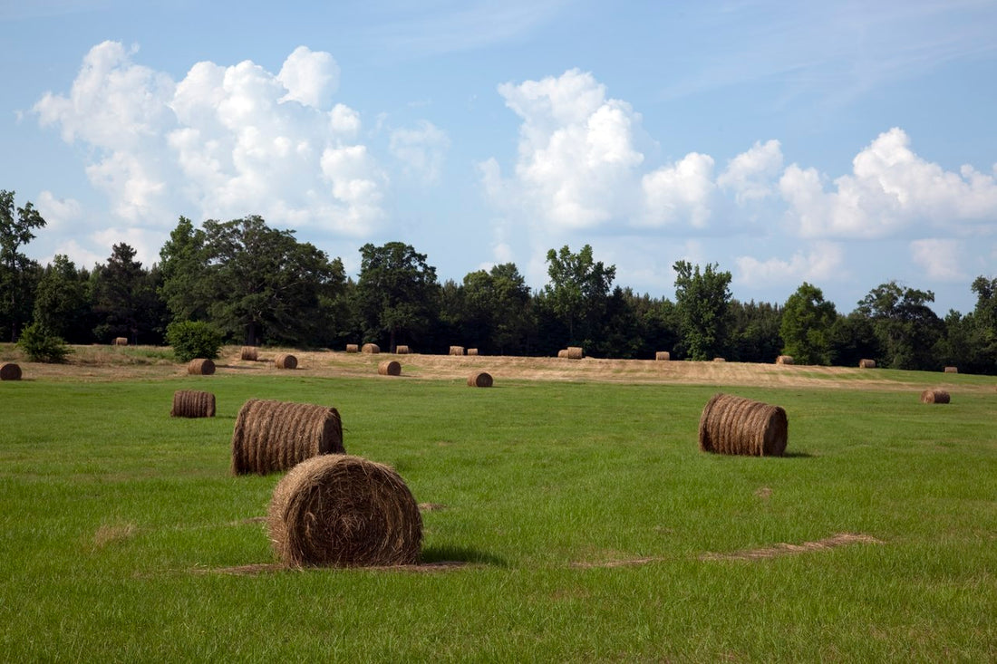 Round hay bales scattered across a rented hay field on a farm near Carrollton, Alabama