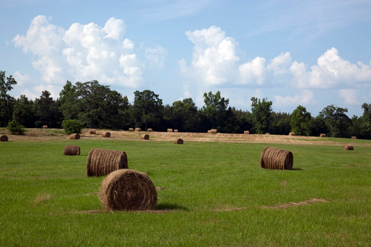 Round hay bales scattered across a rented hay field on a farm near Carrollton, Alabama