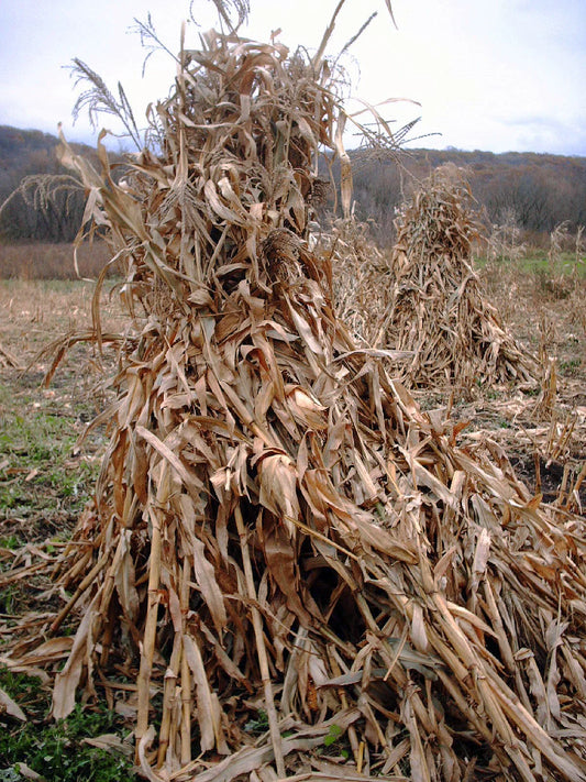 Corn shocks standing in a Minnesota field after harvest -- the same dry stover that gets baled into round cornstalk bales, where moisture judgement matters most.
