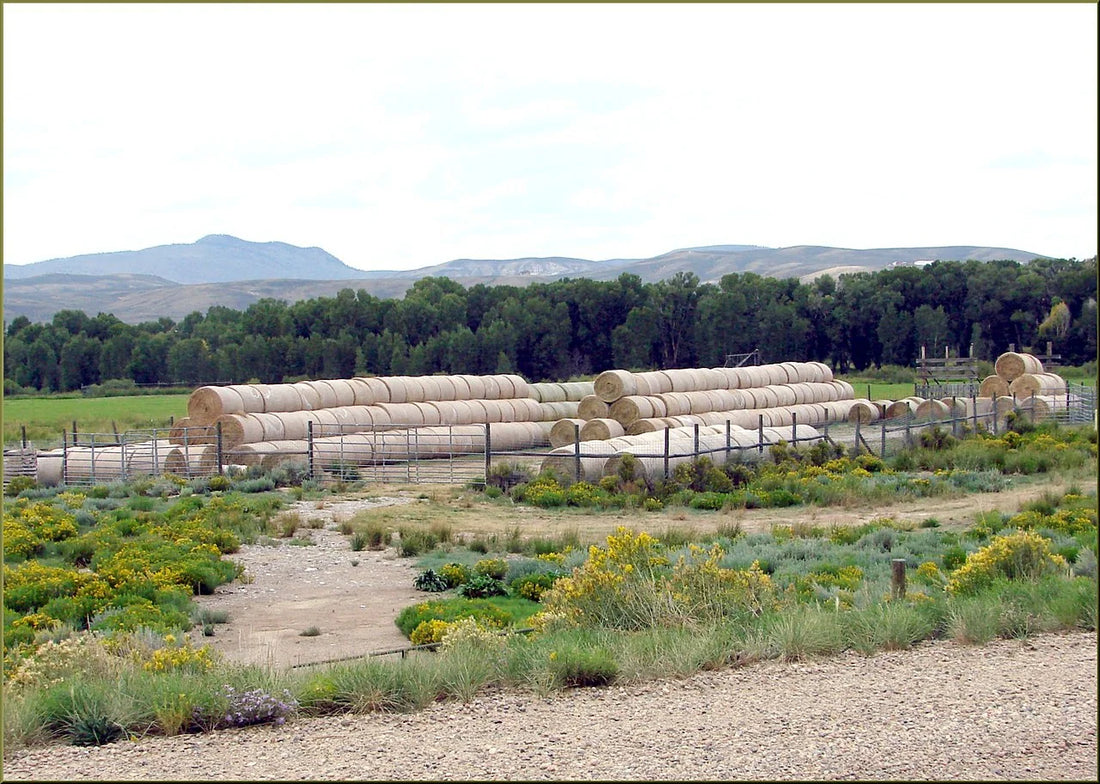 Round hay bales stacked in long rows for storage -- good airflow and dry hay keep stored bales from heating after baling.