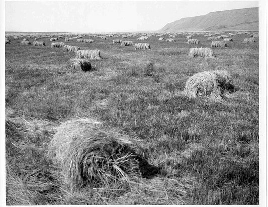 Round hay bales scattered across a Western ranch meadow after baling — actual weights vary by 175 pounds or more across a single afternoon.