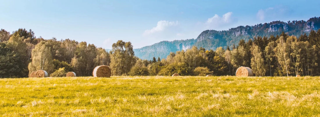 Round vs rectangular hay bales — large round bales wrapped in net wrap stored in a green agricultural field