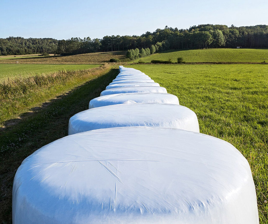 A long row of white plastic-wrapped baleage bales across a green field.