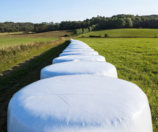 A long row of white plastic-wrapped baleage bales across a green field.