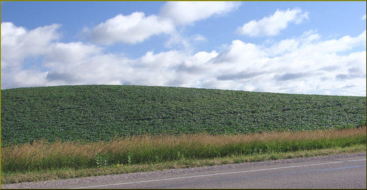 A lush green soybean field on a rolling Iowa hillside under a blue sky.